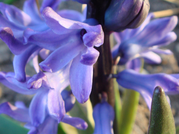 Гиацинт восточный - Hyacinthus orientalis