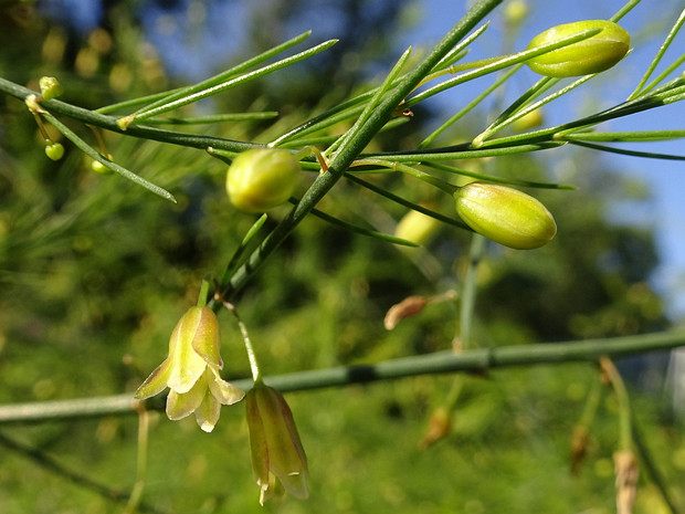 Спаржа лекарственная 'Мэри Вашингтон' - Asparagus officinalis 'Mary Washington'