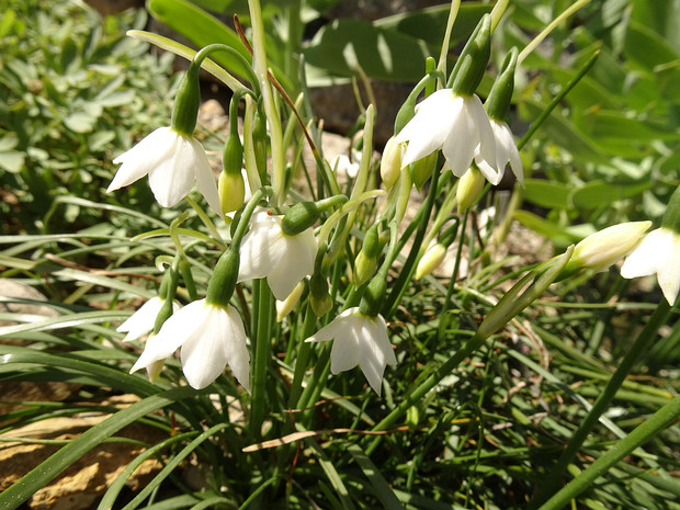 Амариллисовые - Amaryllidaceae Amaryllidoideae (Amaryllidaceae s.s., amaryllids) is a subfamily of monocot flowering plants in the family...