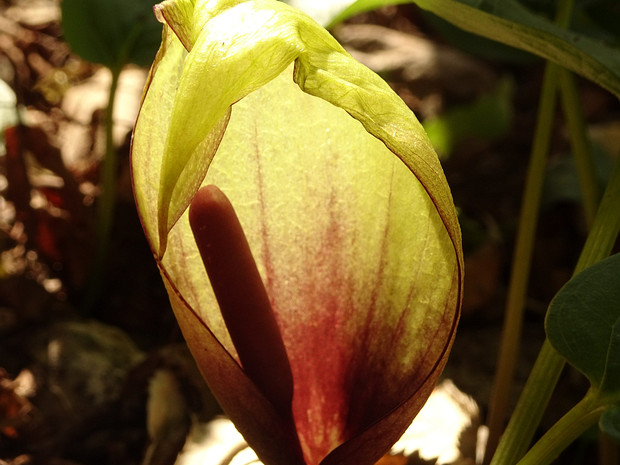 Аронник итальянский - Arum italicum