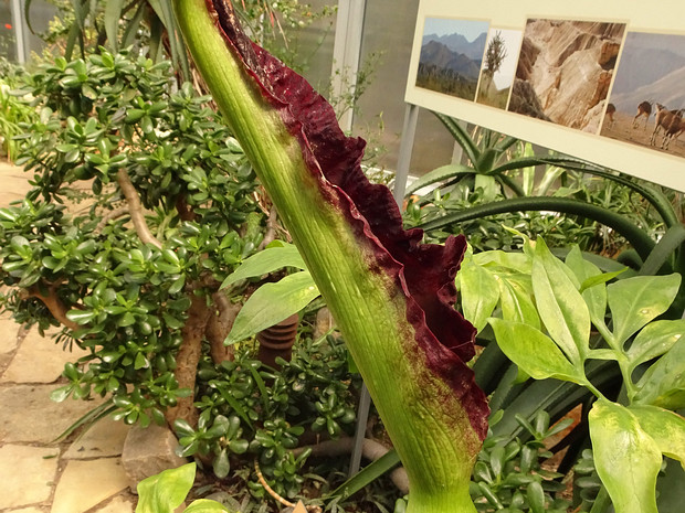 Дракункулюс обыкновенный - Dracunculus vulgaris