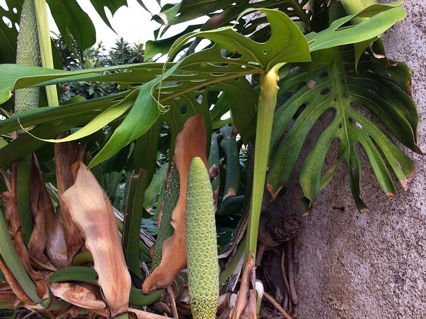 Монстера привлекательная - Monstera deliciosa