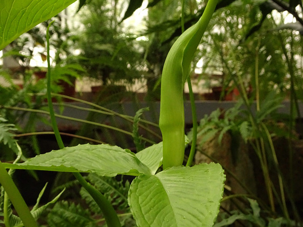 Пинеллия тройчатая - Pinellia ternata