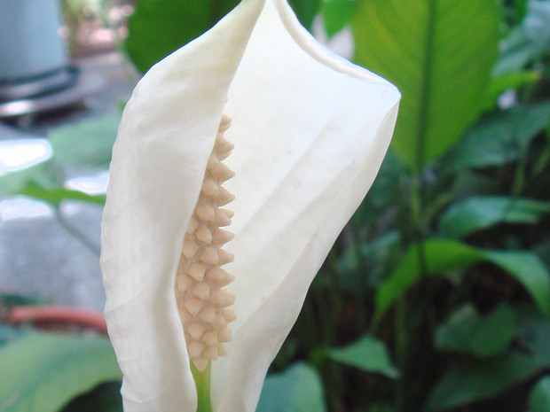 Спатифиллум обильноцветущий - Spathiphyllum floribundum