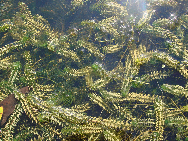 Элодея канадская - Elodea canadensis