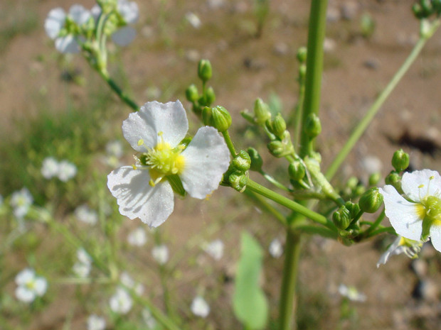 Частуха обыкновенная - Alisma plantago-aquatica