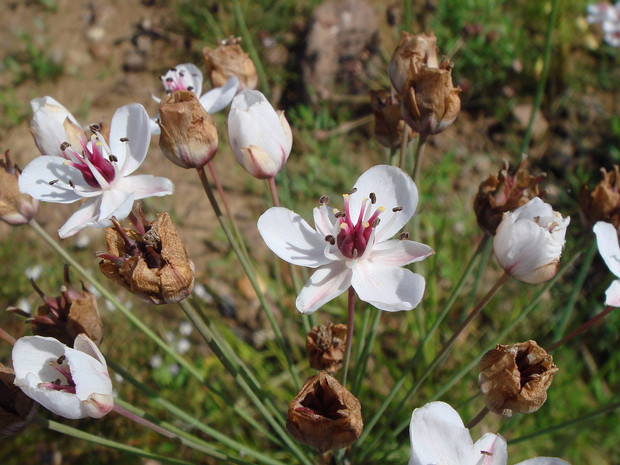 Сусаковые - Butomaceae Butomus is the only known genus in the plant family Butomaceae, native to Europe and Asia. The Butomaceae family has...