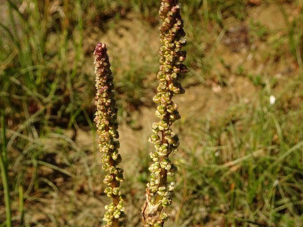 Триостренниковые - Juncaginaceae Juncaginaceae is a family of flowering plants, recognized by most taxonomists for the past few decades. It is also known...