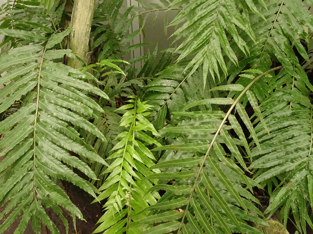 Стенохлена узколистная - Stenochlaena tenuifolia