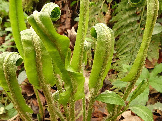 Костенец сколопендровый - Asplenium scolopendrium