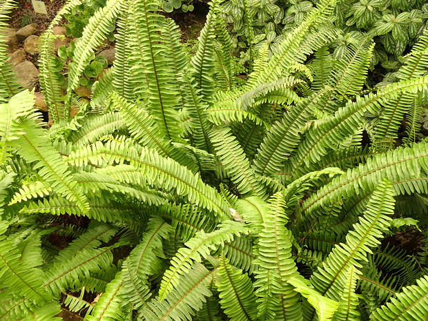 Нефролепис сердцелистный - Nephrolepis cordifolia