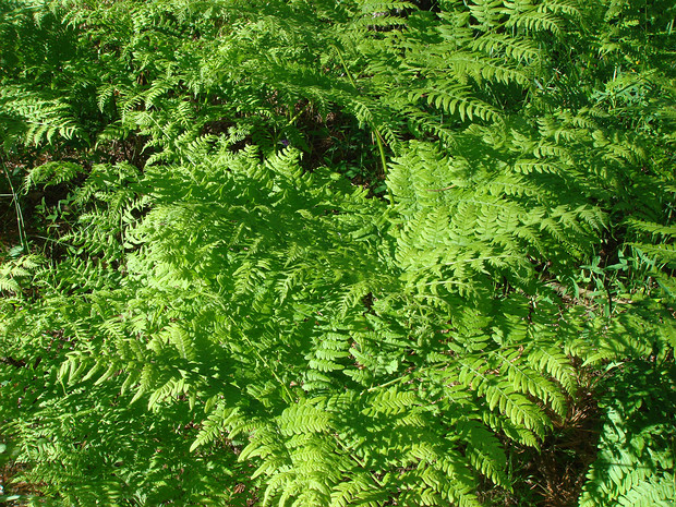 Орляк обыкновенный - Pteridium aquilinum