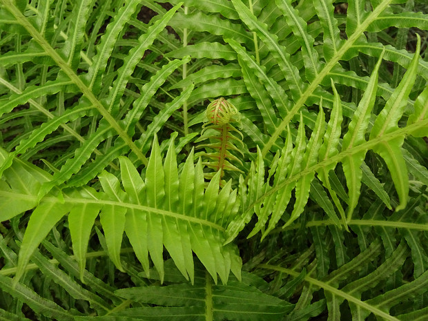 Дербянковые - Blechnaceae