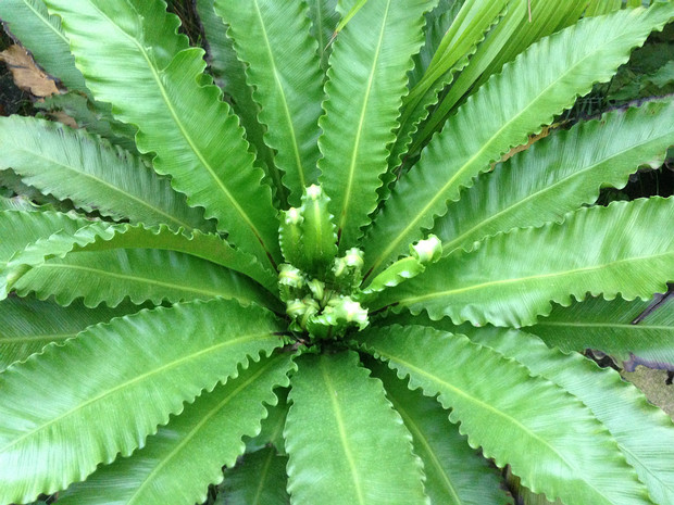 Костенцовые - Aspleniaceae The Aspleniaceae (spleenworts) is a family of ferns, included in the order Polypodiales or in some classifications as...