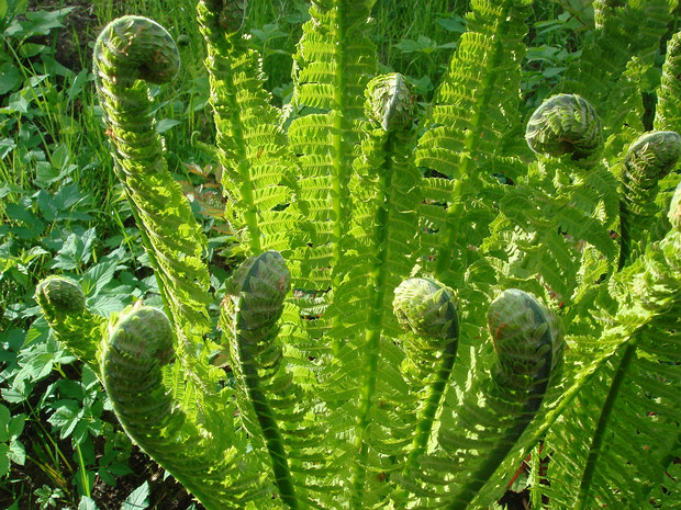 Щитовниковые - Dryopteridaceae The Dryopteridaceae are a family of leptosporangiate ferns in the order Polypodiales. They are known colloquially as the...