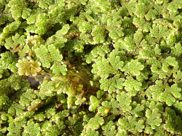 Азолла папоротниковидная - Azolla filiculoides