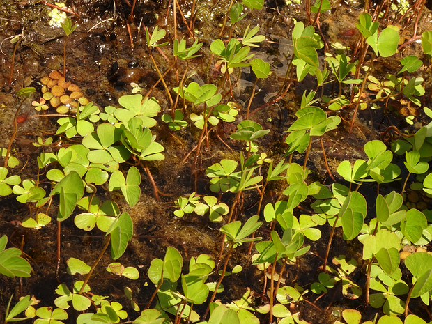 Марсилиевые - Marsileaceae The Marsileaceae (/mɑːrˌsɪliˈeɪsii/) are a small family of heterosporous aquatic and semi-aquatic ferns, though at first...