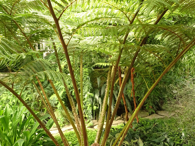 Циатея Брауна - Cyathea brownii