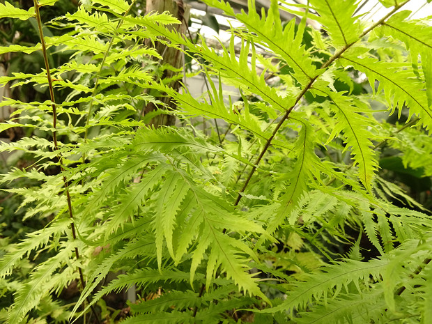 Многоножковые - Polypodiales The order Polypodiales encompasses the major lineages of polypod ferns, which comprise more than 80% of today's fern...