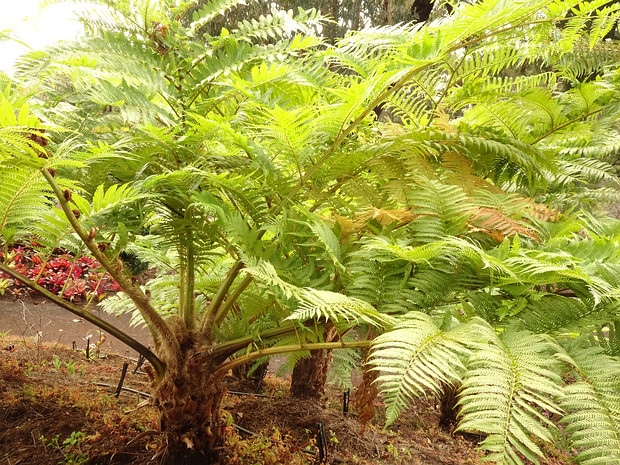 Циатейные - Cyatheales The order Cyatheales, which includes the tree ferns, is a taxonomic division of the fern class, Polypodiopsida. No clear...