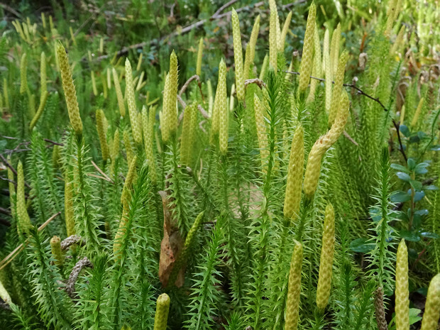 Плауновые - Lycopodiaceae The Lycopodiaceae (class Lycopodiopsida, order Lycopodiales) are a family of vascular plants, including all of the core...