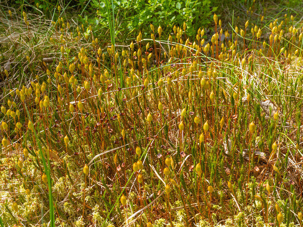 Политриховые - Polytrichaceae The Polytrichaceae also known as "Aloe Moss" is a common family of mosses. Members of this family tend to be larger than...