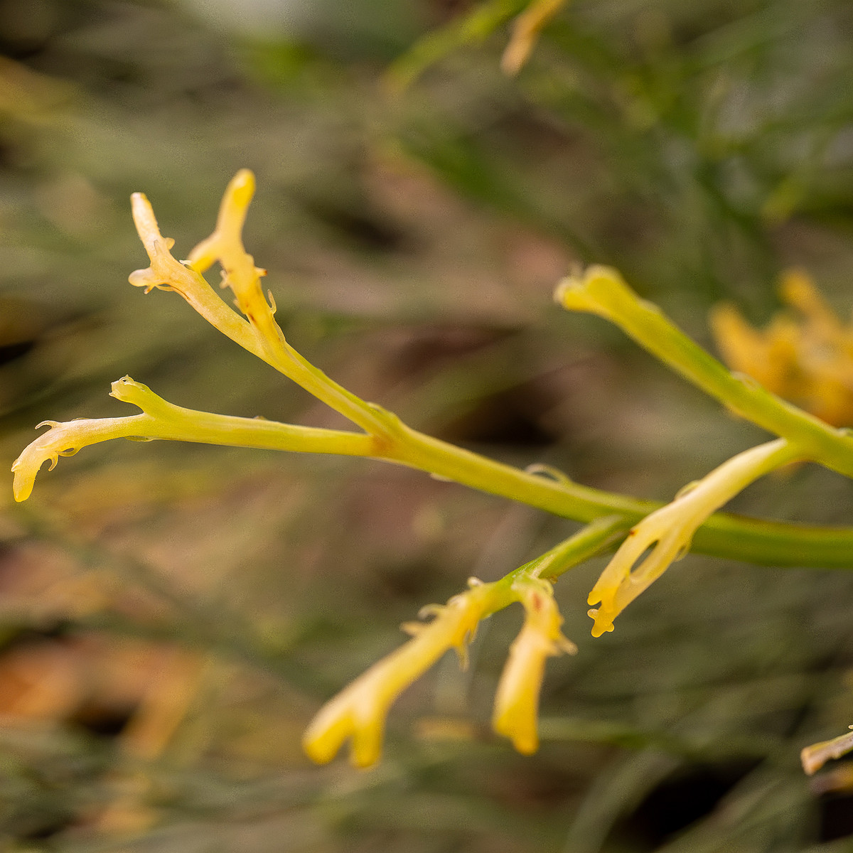 botanical-garden-tropical-house-14