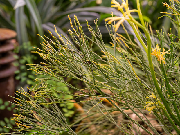 Псилот голый - Psilotum nudum