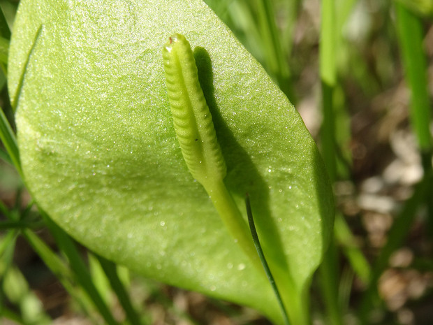 Ужовниковые - Ophioglossaceae Ophioglossaceae, the adder's-tongue family, is a family of ferns (though some studies have instead suggested a closer...