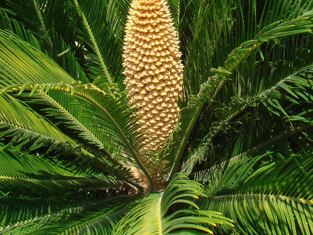 Саговник - Cycas