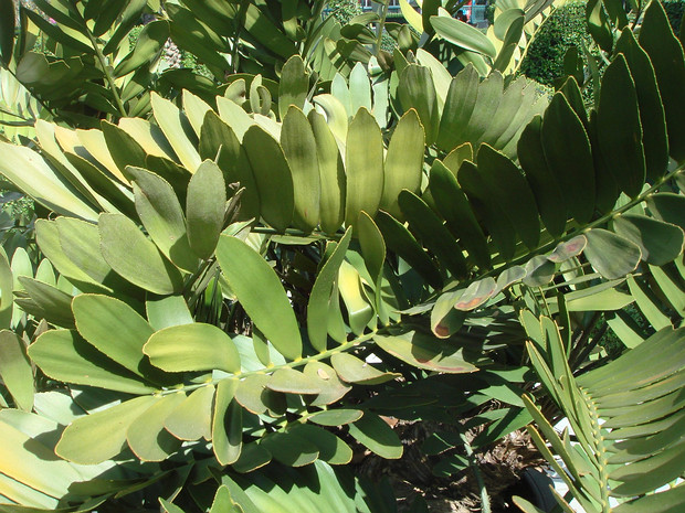 Замиевые - Zamiaceae The Zamiaceae are a family of cycads that are superficially palm or fern-like. They are divided into two subfamilies...