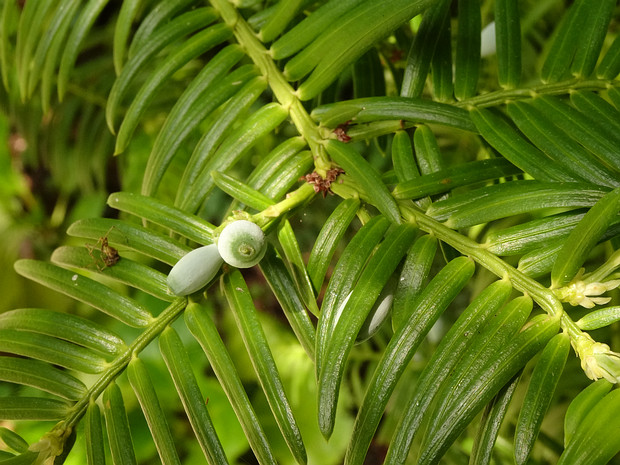 Головчатотисс Форчуна - Cephalotaxus fortunei