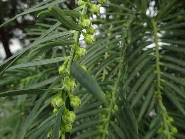 Головчатотисс Харрингтона - Cephalotaxus harringtonii