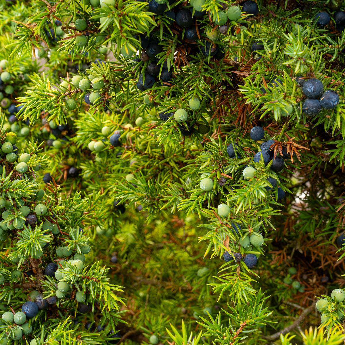 !juniperus-communis_1-1