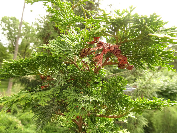 Кипарисовик тупой 'Орегон' - Chamaecyparis obtusa 'Oregon'