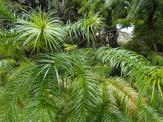 Куннингамия ланцетовидная - Cunninghamia lanceolata