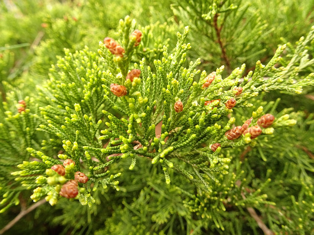 Можжевельник казацкий - Juniperus sabina