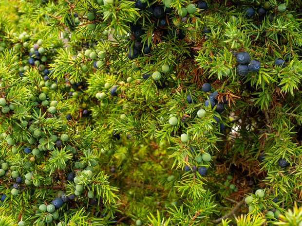 Можжевельник обыкновенный - Juniperus communis