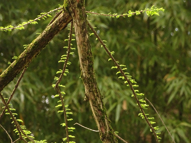 Таксодиум двурядный - Taxodium distichum