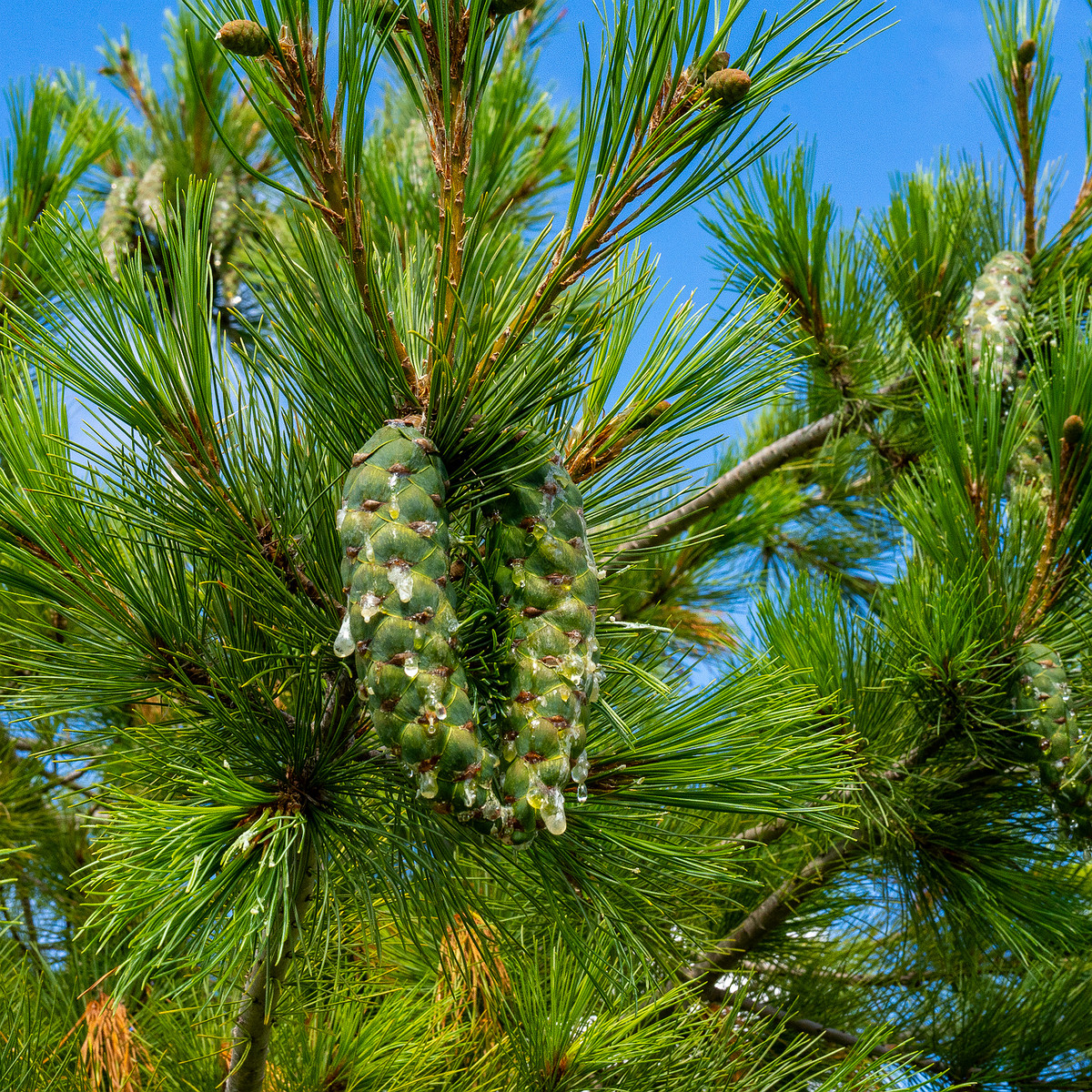 pinus-peuce_1-1