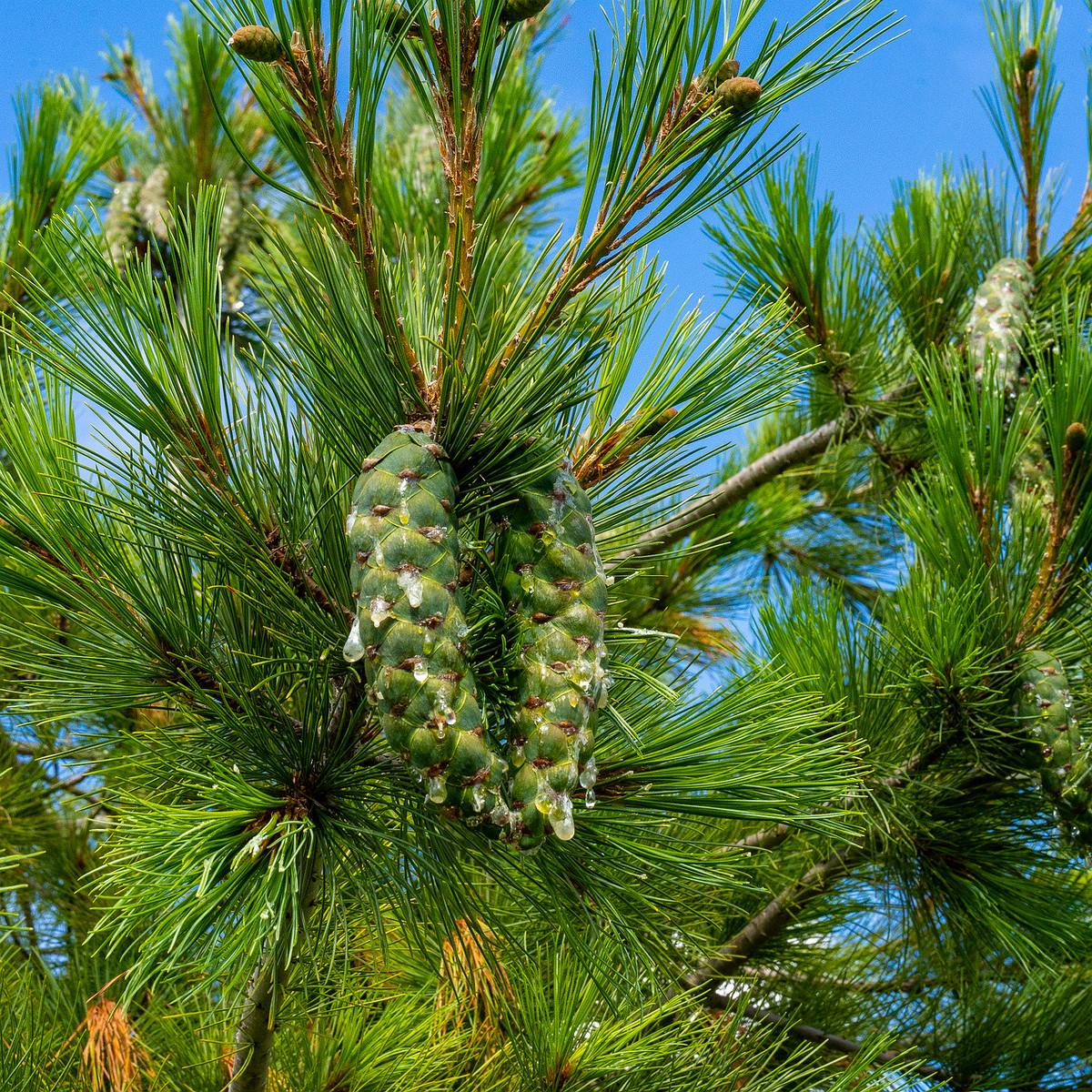 pinus-peuce_1-2