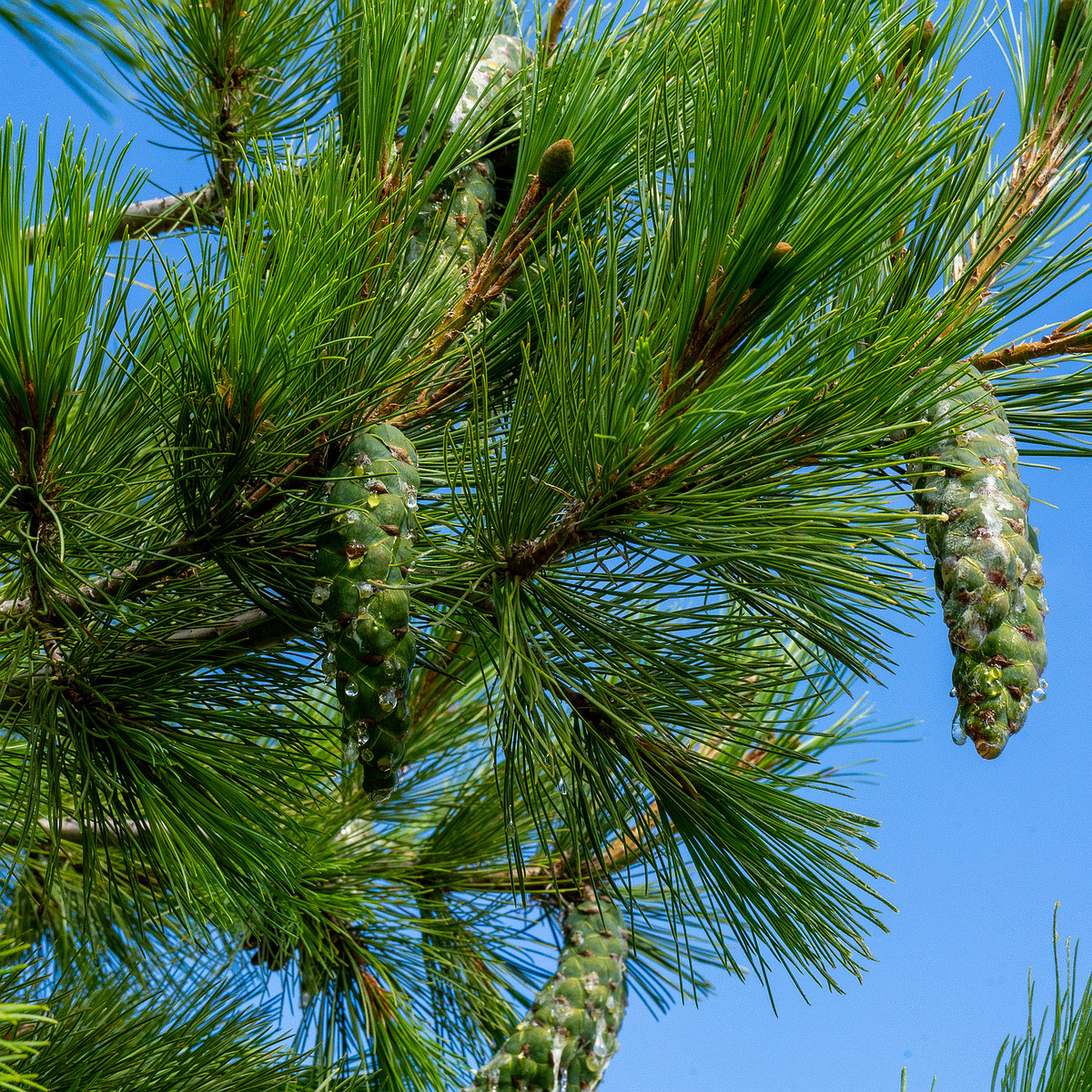 pinus-peuce_1-3