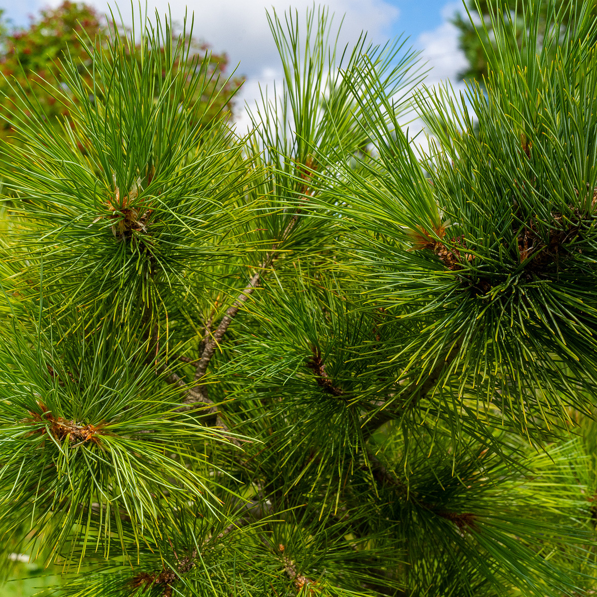 pinus-peuce_1-4