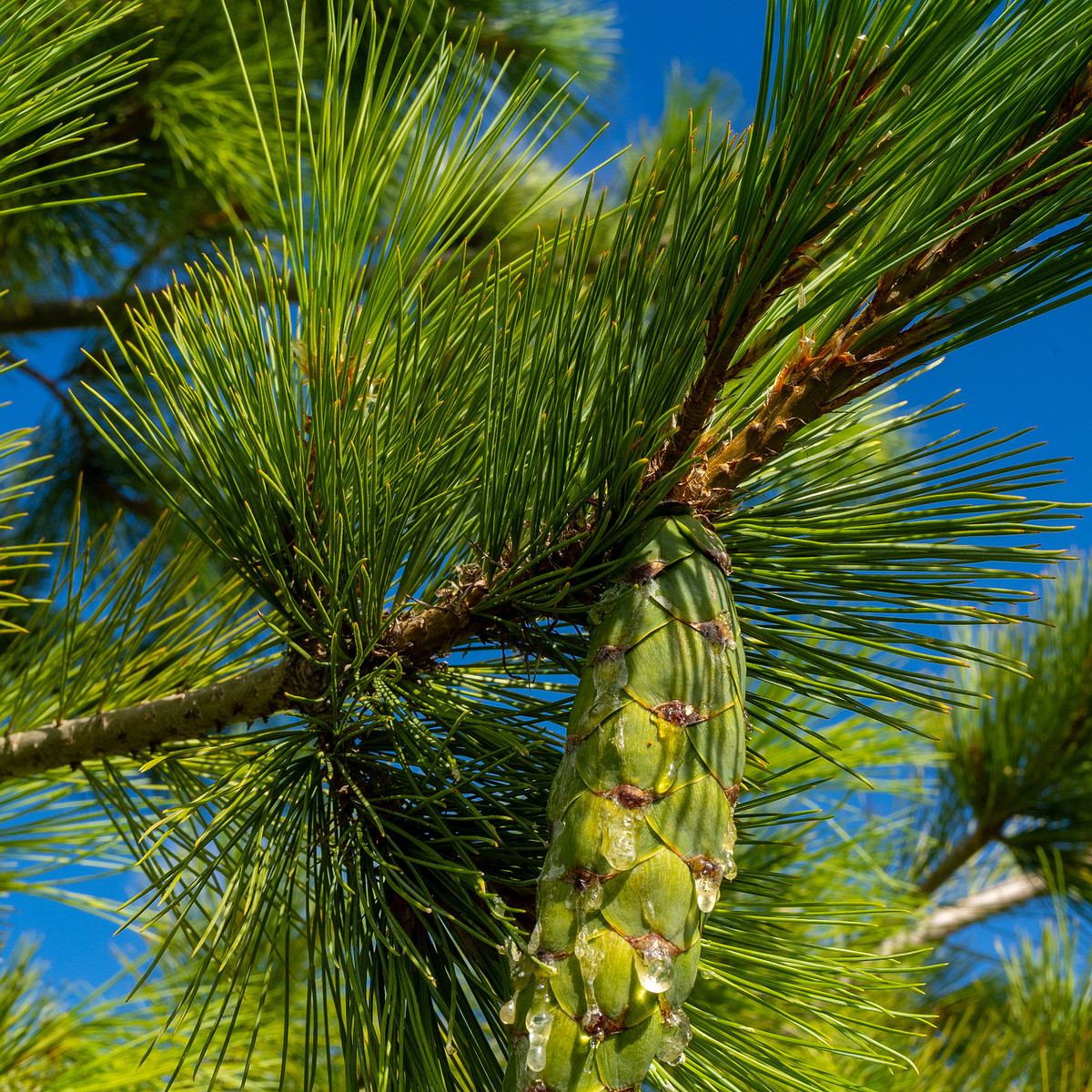 pinus-peuce_1-5