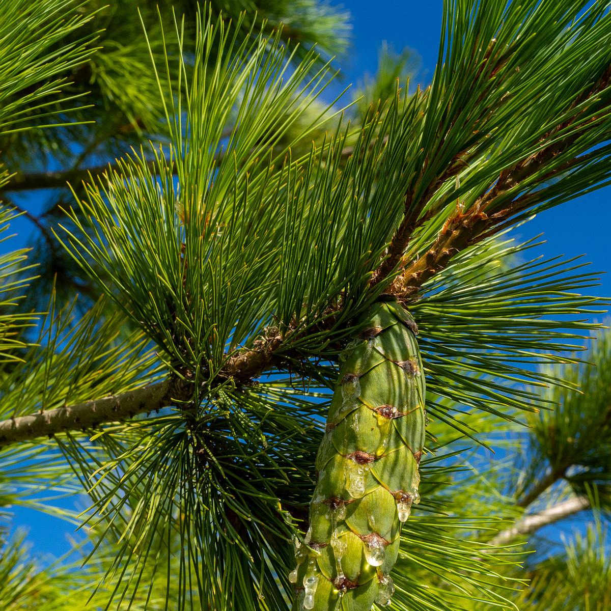 pinus-peuce_1-6