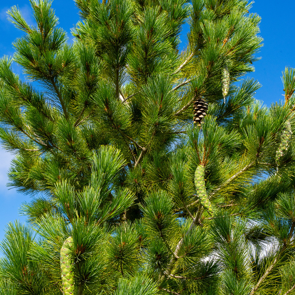 pinus-peuce_1-7