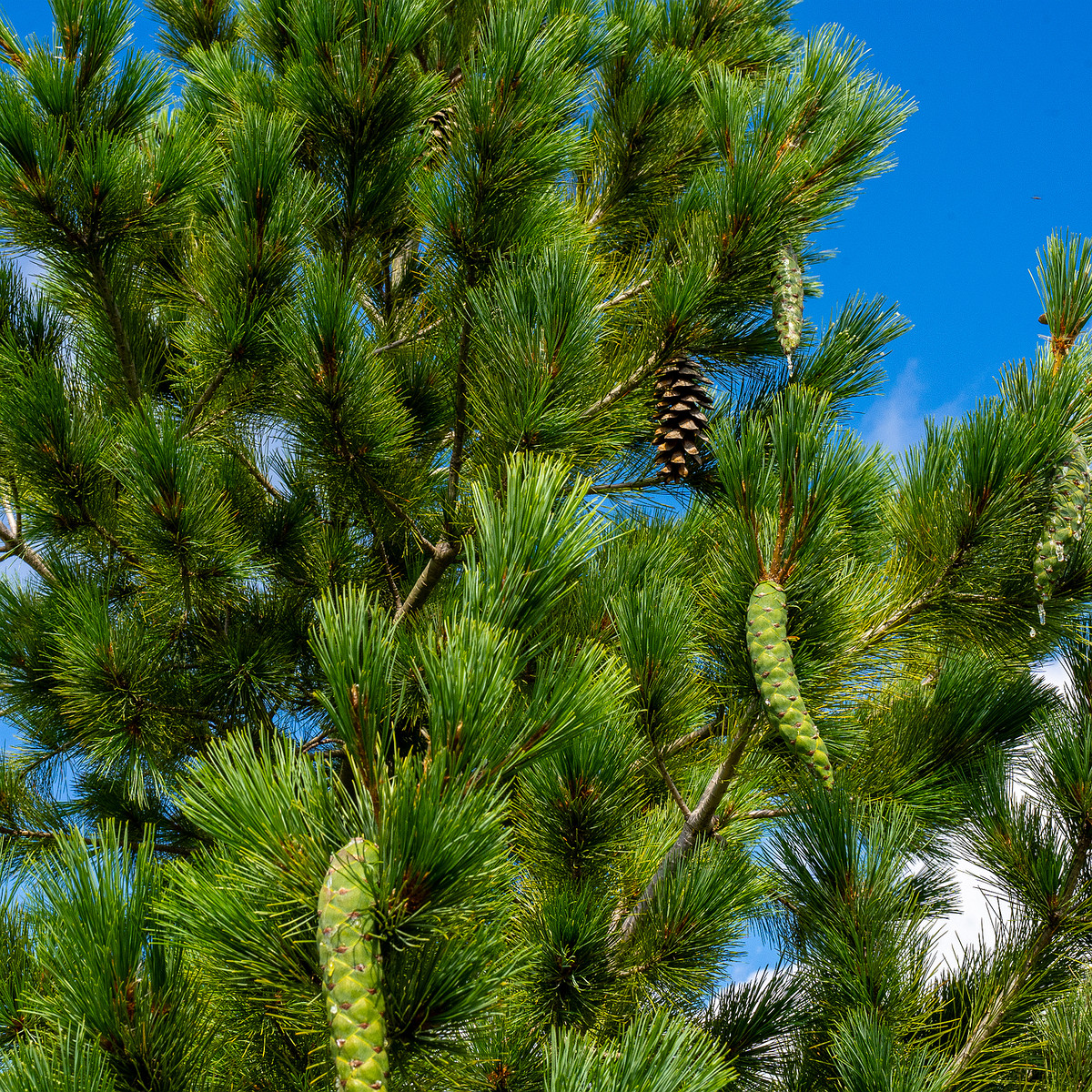 pinus-peuce_1-8