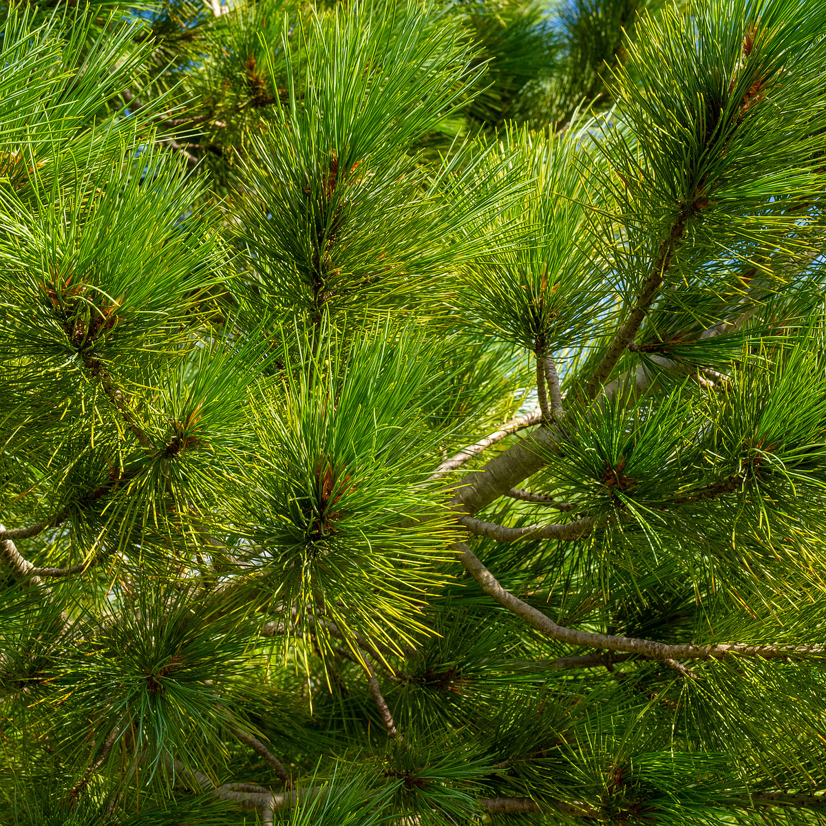 pinus-peuce_1-9