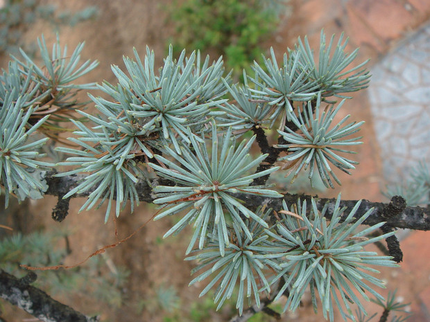 Кедр атласский голубая форма - Cedrus atlantica f. caerulea