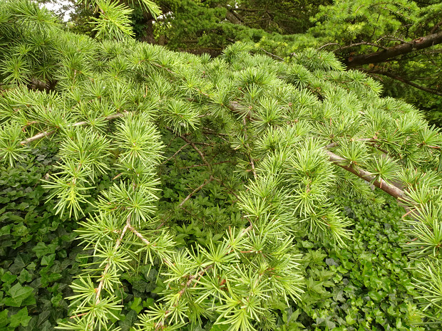 Кедр атласский - Cedrus atlantica